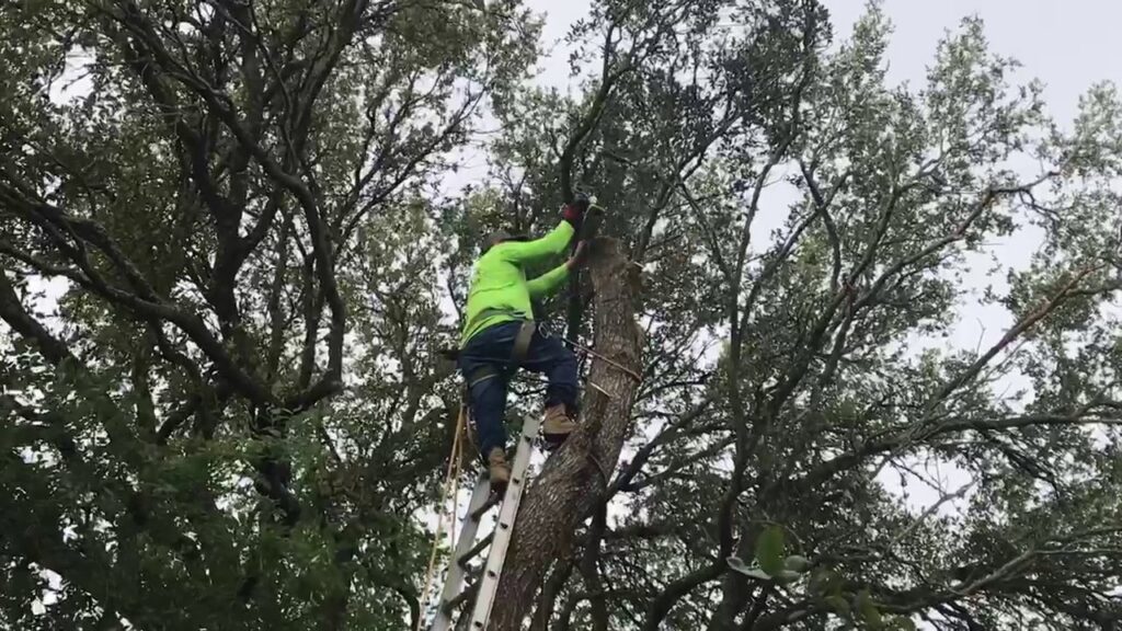 An arborist on a ladder performing tree trimming services for Yates Tree Inc. in San Antonio, TX