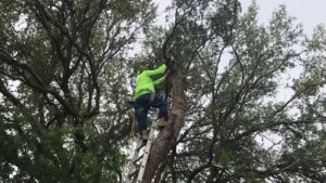 An arborist on a ladder performing tree trimming services for Yates Tree Inc. in San Antonio, TX