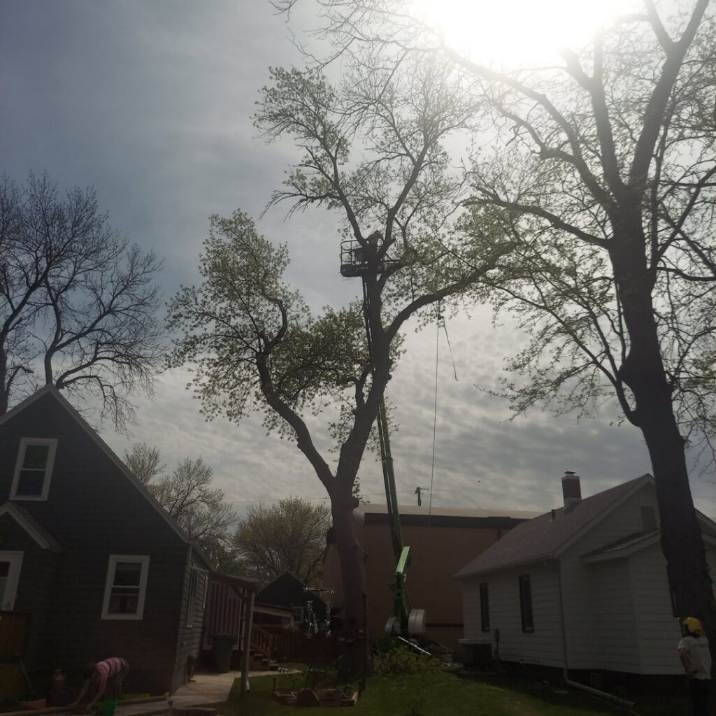 An arborist in a bucket lift performing tree trimming services against a bright sky for ArborMaster Tree Service Sioux Falls SD.