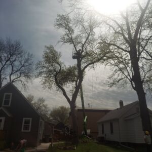 An arborist in a bucket lift performing tree trimming services against a bright sky for ArborMaster Tree Service Sioux Falls SD.