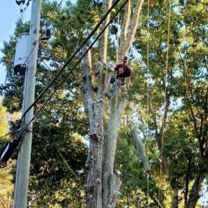 An arborist expertly trimming a tree near power lines for K.O. Tree Service in Charlotte, NC.