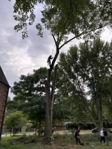 An arborist from Jay's Tree and Lawncare climbing and removing branches from a tall tree in Indianapolis, IN.