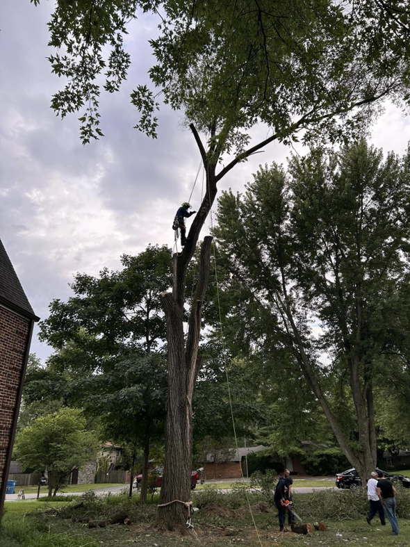 An arborist from Jay's Tree and Lawncare climbing and removing branches from a tall tree in Indianapolis, IN.