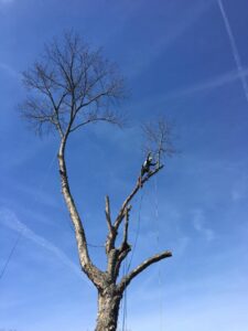 An arborist safely secured with ropes, actively trimming branches high in a tall tree for Ratliff Landscape and Tree Service LLC in Murfreesboro, TN