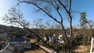 An arborist performing tree trimming services high in a tree over a residential area by Sunny Meadows Land and Tree LLC in Birmingham, AL