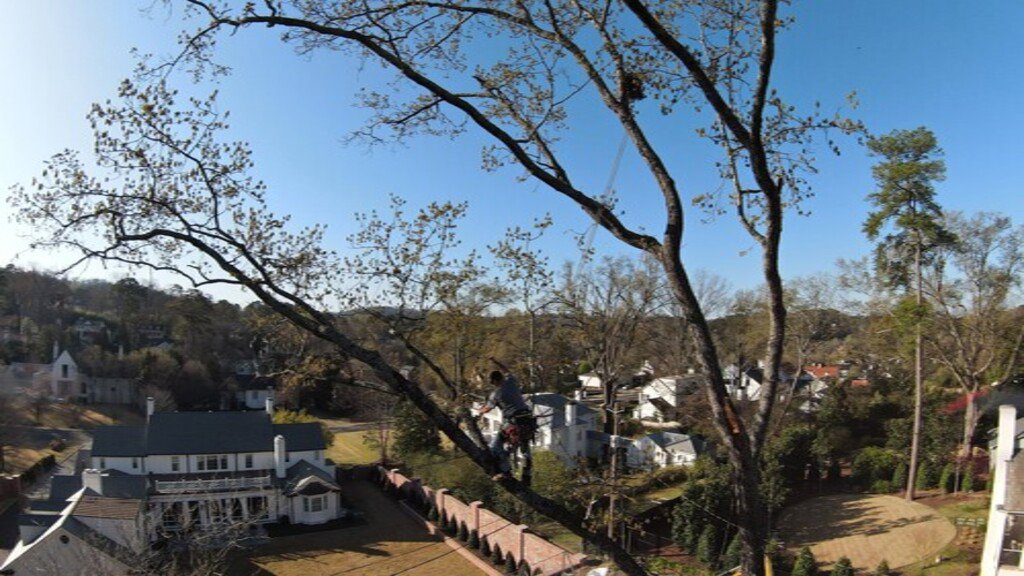 An arborist performing tree trimming services high in a tree over a residential area by Sunny Meadows Land and Tree LLC in Birmingham, AL