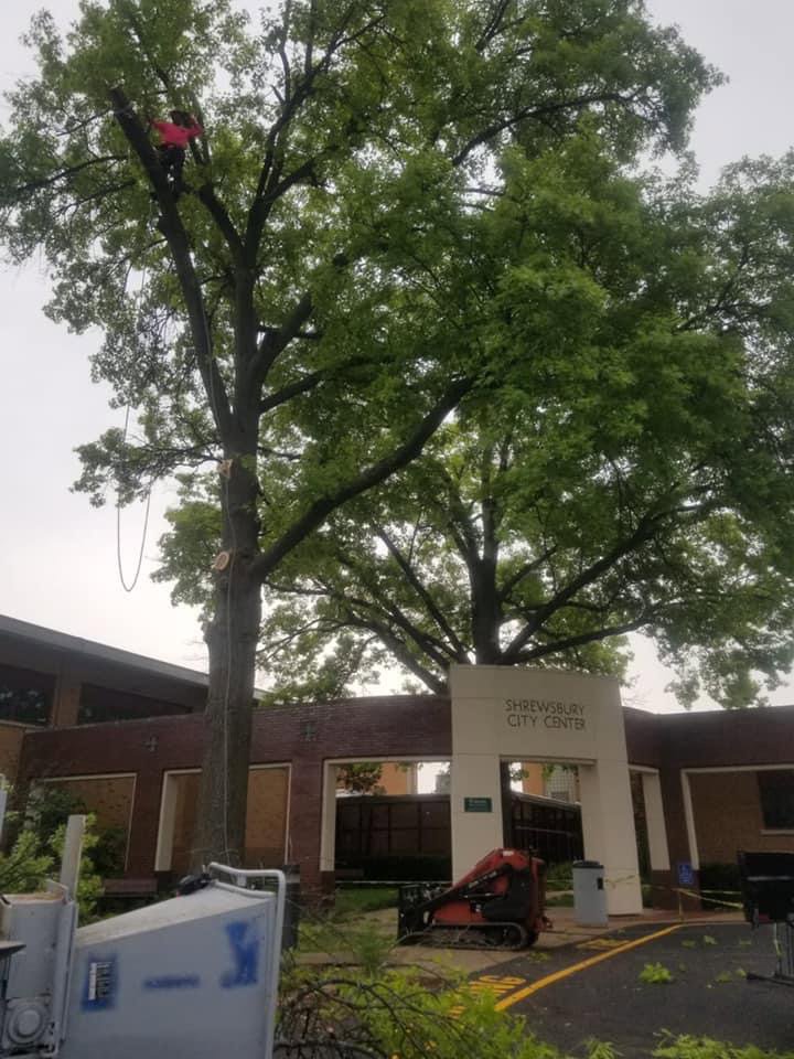 An arborist trimming a tree with ropes, while a wood chipper and truck are on standby below, by JMendez LLC in St. Louis, MO.