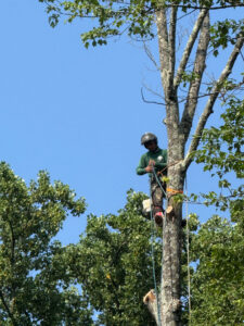 An arborist from Triple A Tree Service PA safely trimming a tree while harnessed in Philadelphia, PA.