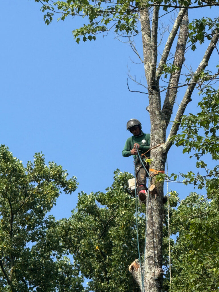 An arborist from Triple A Tree Service PA safely trimming a tree while harnessed in Philadelphia, PA.