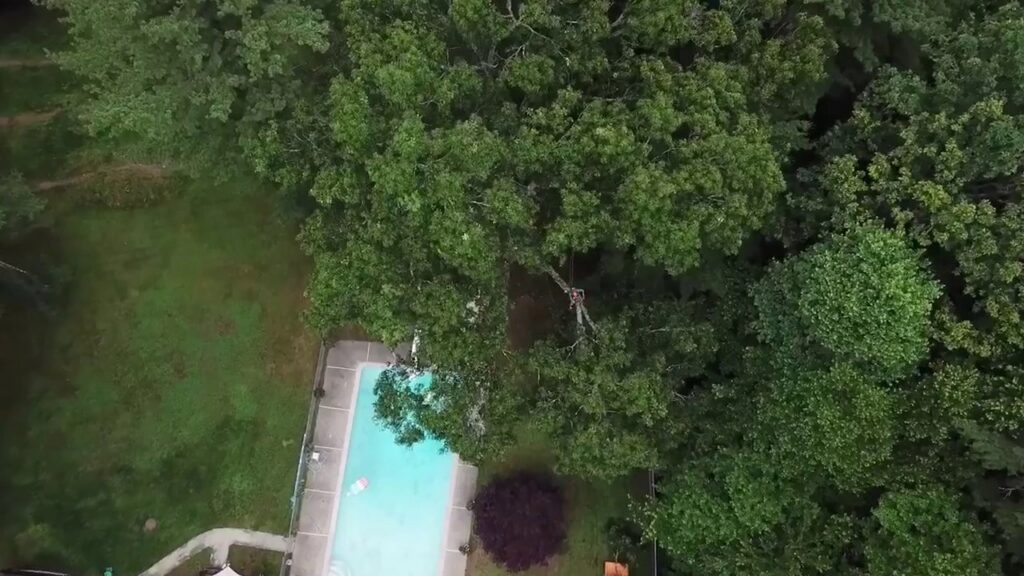 An arborist performing tree work safely near a residential swimming pool, provided by Ethical Tree Services in Woonsocket, RI.