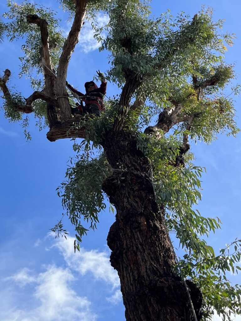 An arborist from Jarquin Tree Service, LLC trimming a large eucalyptus tree in San Jose, CA.