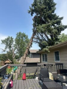 An arborist high in an evergreen tree, performing precise tree trimming services near a residential deck for ArborMaster Tree Service Sioux Falls SD.