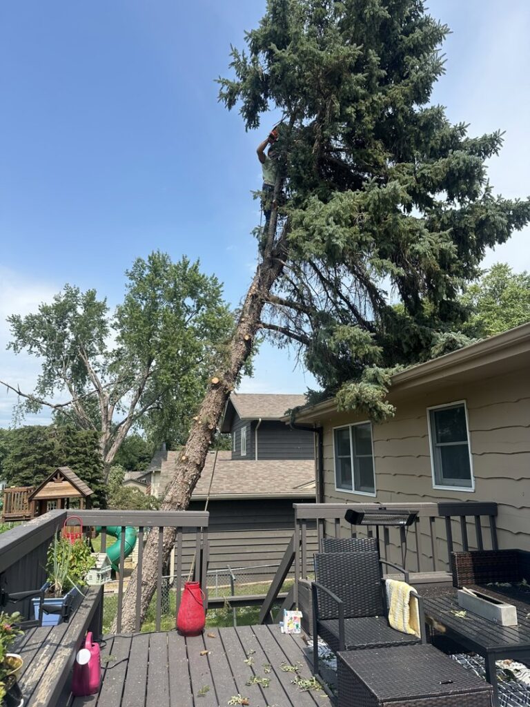 An arborist high in an evergreen tree, performing precise tree trimming services near a residential deck for ArborMaster Tree Service Sioux Falls SD.