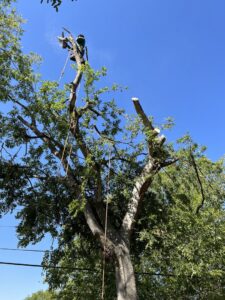 An arborist trimming large tree branches with a chainsaw for Handyman 210 Tree Service in San Antonio, TX.
