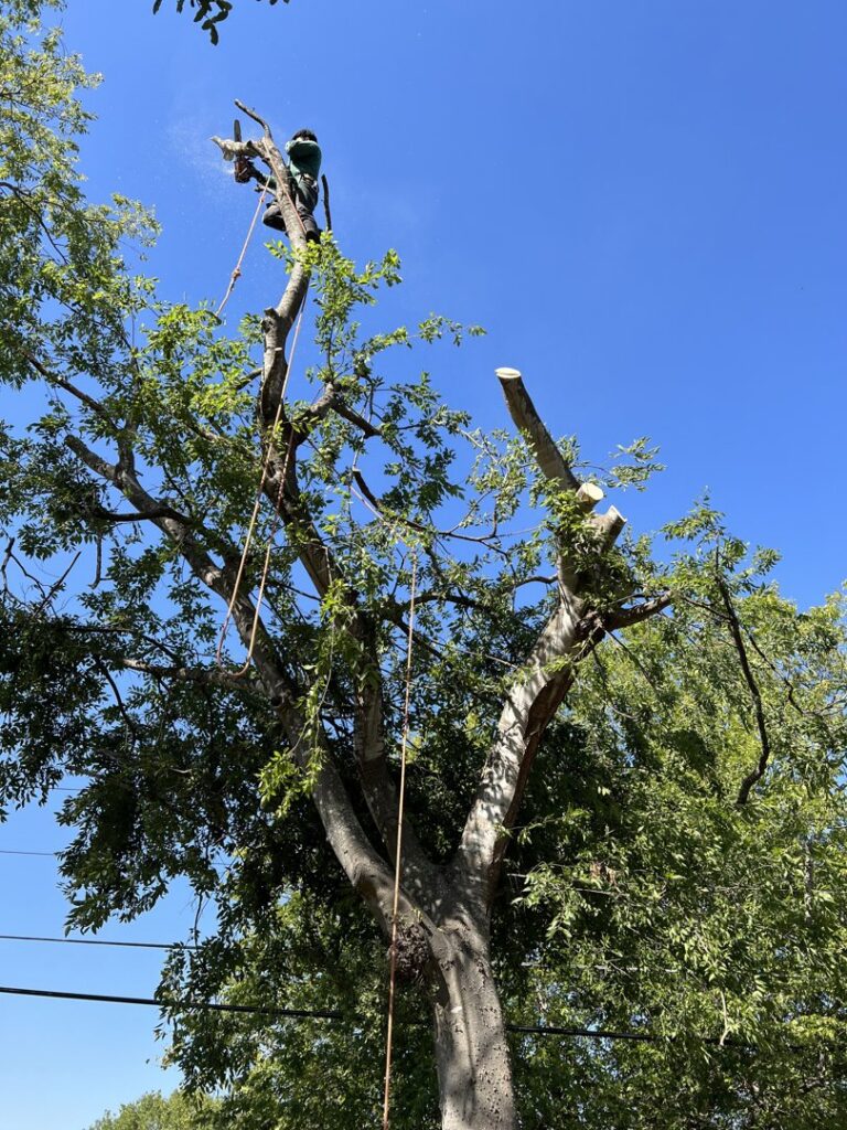 An arborist trimming large tree branches with a chainsaw for Handyman 210 Tree Service in San Antonio, TX.