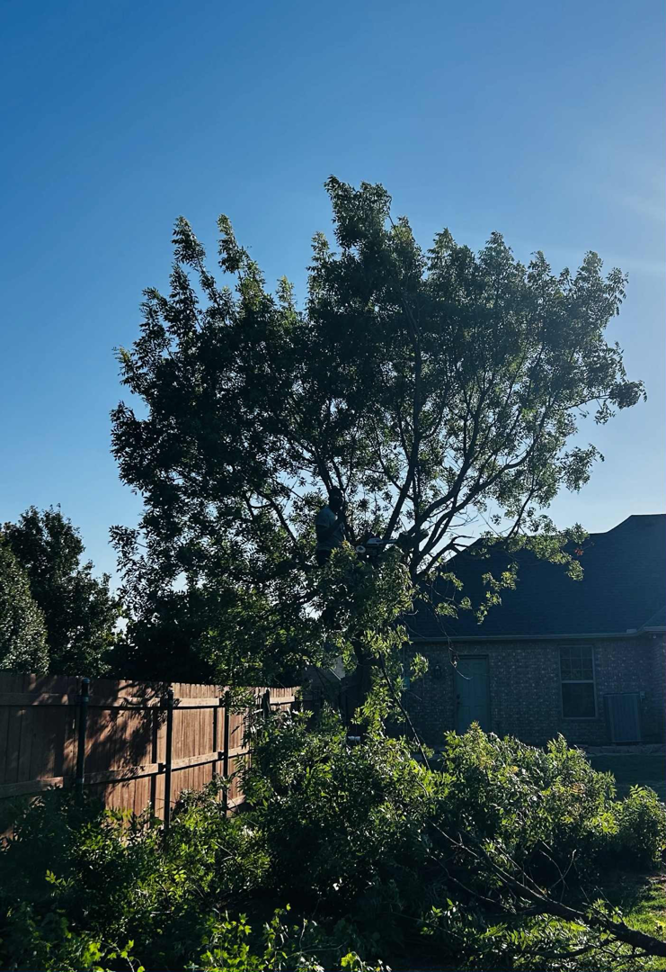 An arborist from Zulu's Lawn & Tree service trimming a large tree in a residential yard in Lawton, OK.