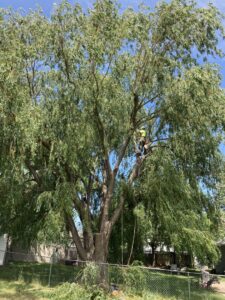 An arborist high in a large, leafy willow tree, performing professional tree trimming for Affordable Tree Service in Dickinson, ND.
