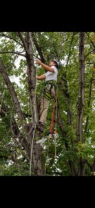 An arborist from Slim's Tree Care, secured with ropes, using a chainsaw to trim branches high in a dense, leafy tree in West Fargo, ND.