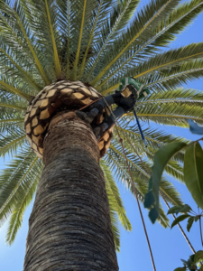 An arborist from Reg's Tree Service safely trimming a tall palm tree in Anaheim, CA.