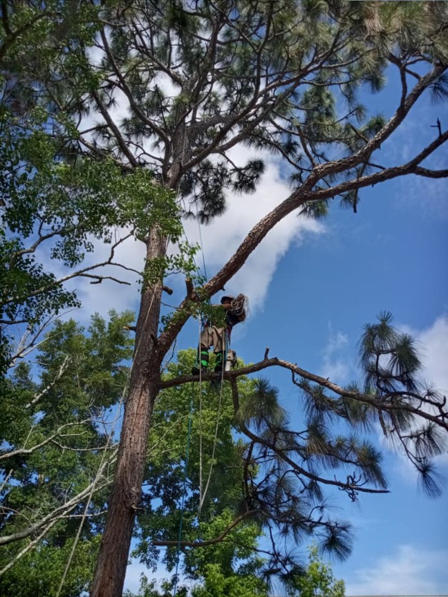 An arborist safely harnessed and trimming branches of a large pine tree for D&W Affordable Tree Service in Jacksonville, FL.