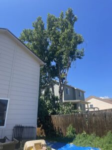 An arborist trimming a large tree next to a residential house for Central Colorado Tree Service in Colorado Springs, CO.