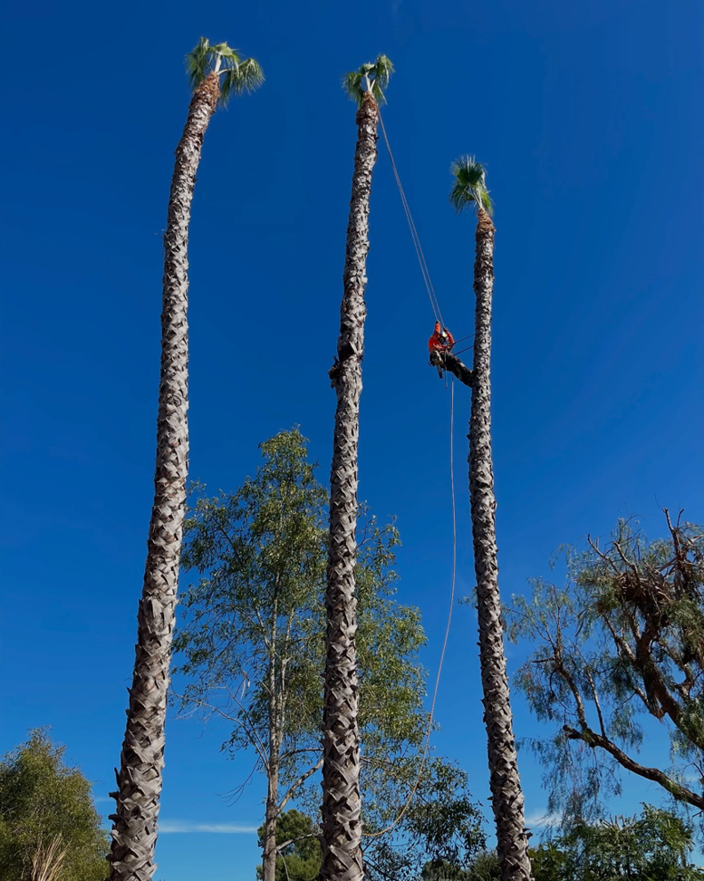An arborist safely secured by ropes, actively trimming a very tall palm tree for JJsLandscaping&TreeDominators in Ramona, CA.