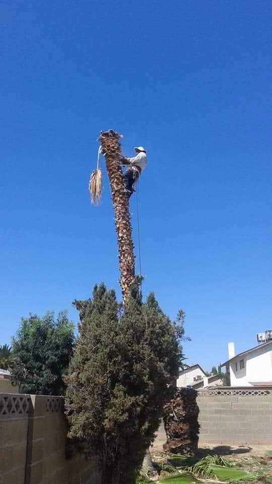 An arborist safely trimming a tall palm tree against a clear blue sky for Tree Service in North Las Vegas, NV.