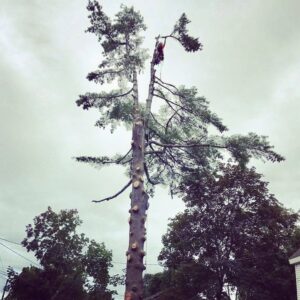 An arborist high in a tall pine tree, actively trimming branches for Arborist Matt Cole, Tree Care & Removal in Brewer, ME.