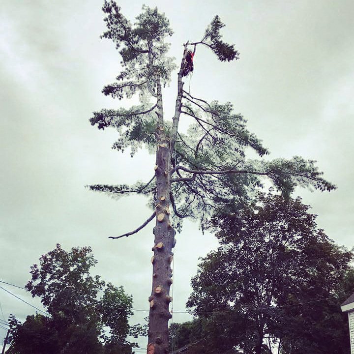 An arborist high in a tall pine tree, actively trimming branches for Arborist Matt Cole, Tree Care & Removal in Brewer, ME.