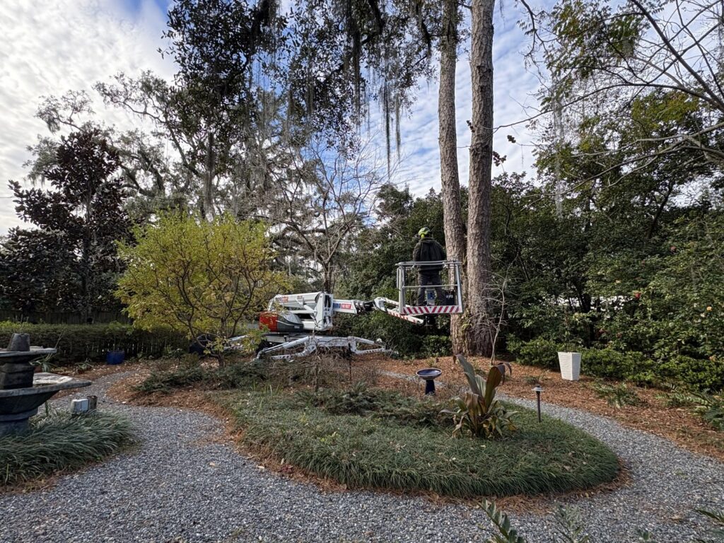An arborist trimming a tall pine tree from a bucket lift for Mr. Stump Tree Service in Colorado Springs, CO.