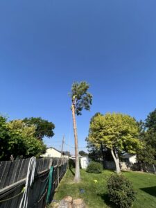 An arborist high up a tall, slender tree, performing trimming services for DeMasters Tree Care LLC in Nampa, ID.