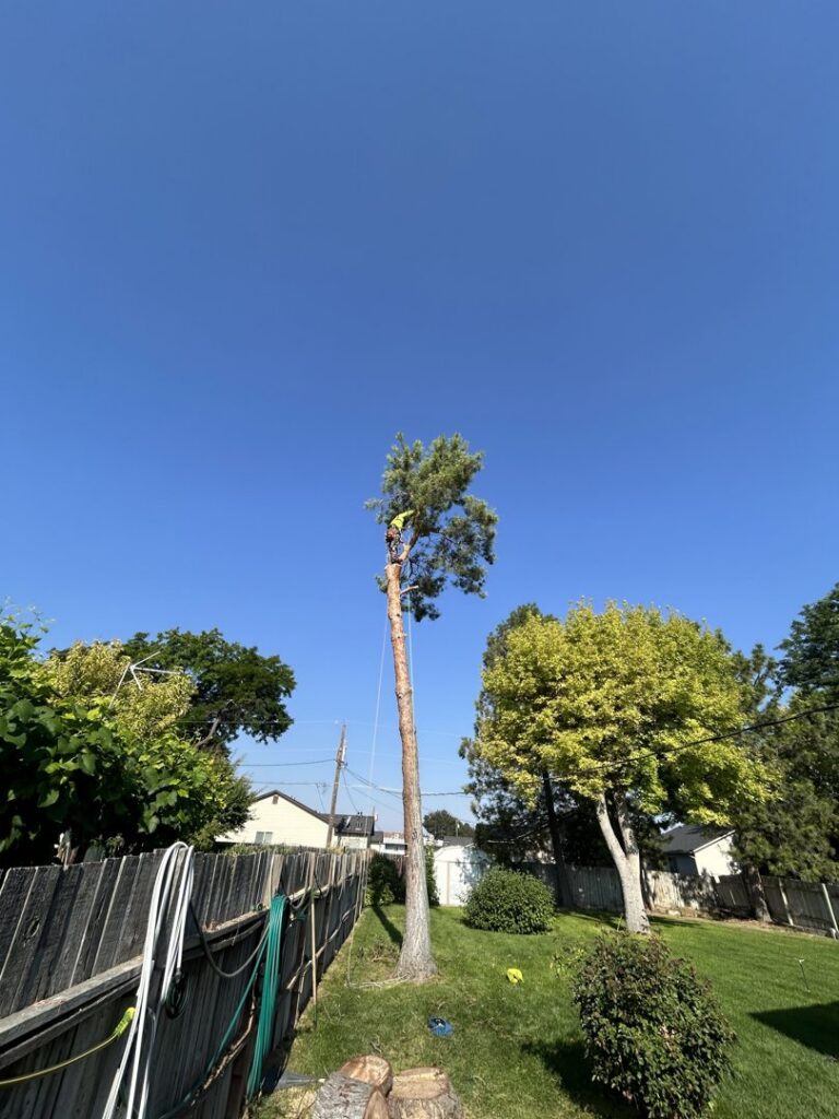 An arborist high up a tall, slender tree, performing trimming services for DeMasters Tree Care LLC in Nampa, ID.