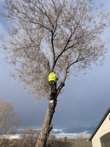 An arborist from Pro Cuts Tree Service trimming a tall, bare tree against a cloudy sky in Caldwell, ID.
