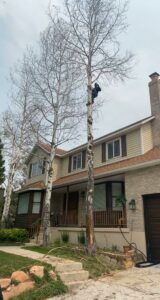 An arborist high up in a tall tree, performing trimming services for Unique Tree Service in West Jordan, UT.