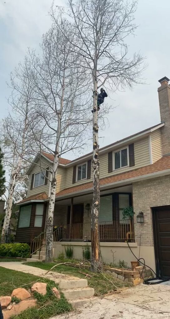 An arborist high up in a tall tree, performing trimming services for Unique Tree Service in West Jordan, UT.