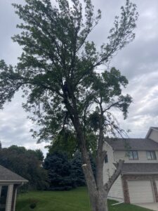 An arborist safely trimming tree branches high in a tree for A & C Tree Service in Las Vegas, NV.