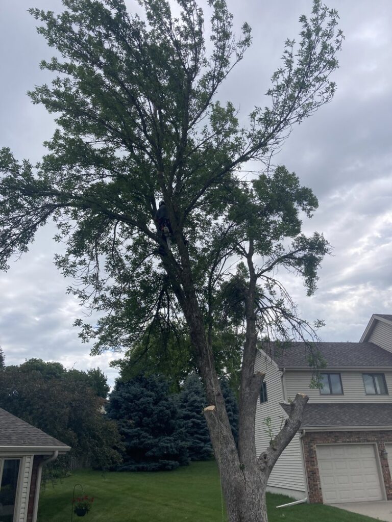 An arborist safely trimming tree branches high in a tree for A & C Tree Service in Las Vegas, NV.