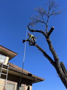 An arborist safely secured with ropes, trimming branches from a large tree, provided by Affordable Tree Service in Dickinson, ND.