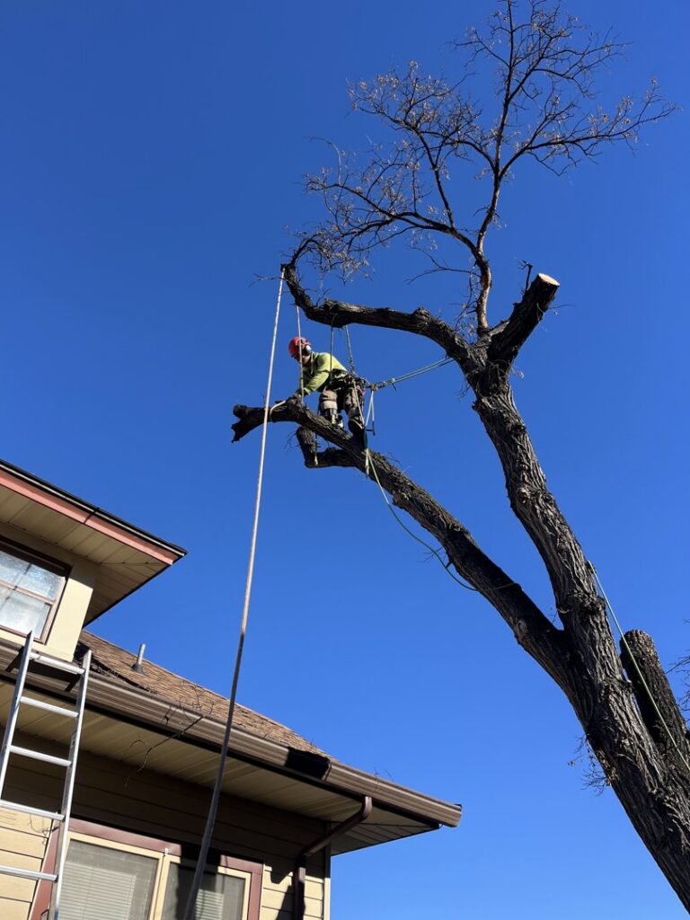 An arborist safely secured with ropes, trimming branches from a large tree, provided by Affordable Tree Service in Dickinson, ND.