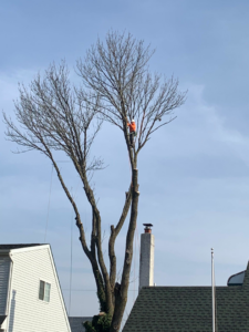 An arborist safely trimming tree branches high up in a large tree for Avalos tree service LLC in Gaithersburg, MD.