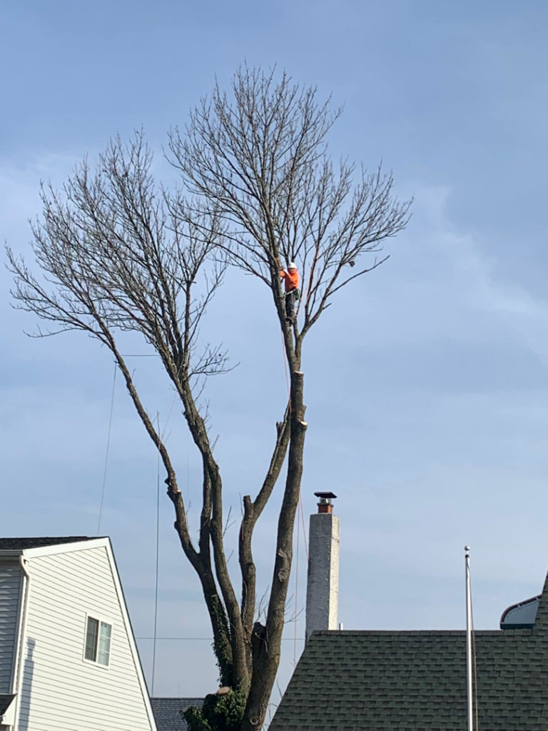 An arborist safely trimming tree branches high up in a large tree for Avalos tree service LLC in Gaithersburg, MD.