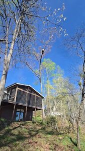 An arborist high in a tree, actively trimming branches with a chainsaw, providing tree care services for D&M Tree and Land Services in Macon, GA.