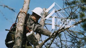 An arborist in safety gear trimming tree branches with a chainsaw for Flathead Tree Services in Kalispell, MT