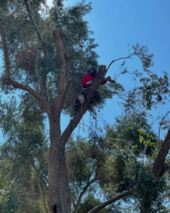 An arborist in safety gear actively trimming tree branches, showing ongoing tree service work by JJsLandscaping&TreeDominators in Ramona, CA.