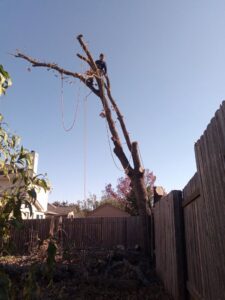 An arborist from JP'S Tree Service safely trimming tree branches high up in a tree in Austin, TX.
