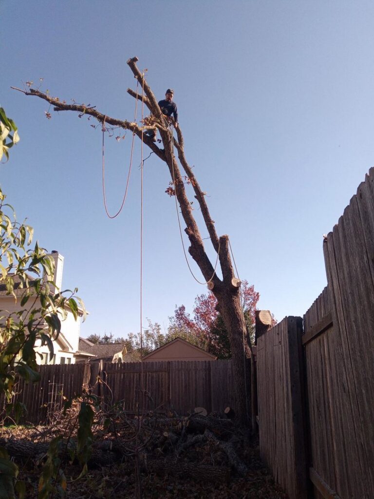 An arborist from JP'S Tree Service safely trimming tree branches high up in a tree in Austin, TX.