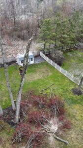 An arborist high in a tree, expertly trimming branches with ropes and safety gear for Kingdom Tree Company in North Canton, OH.