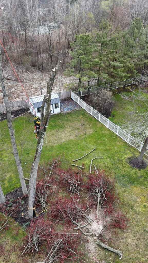 An arborist high in a tree, expertly trimming branches with ropes and safety gear for Kingdom Tree Company in North Canton, OH.