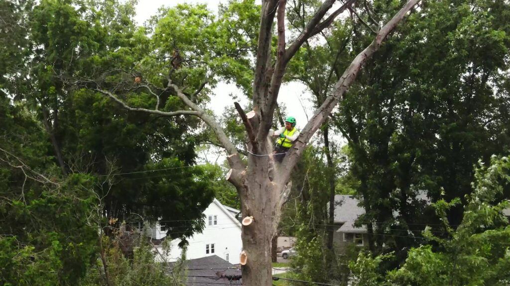 An arborist high in a tree trimming branches during a service by Longtree Tree Service in Southfield, MI.