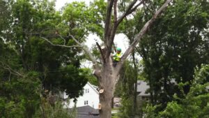 An arborist high in a tree trimming branches during a service by Longtree Tree Service in Southfield, MI.